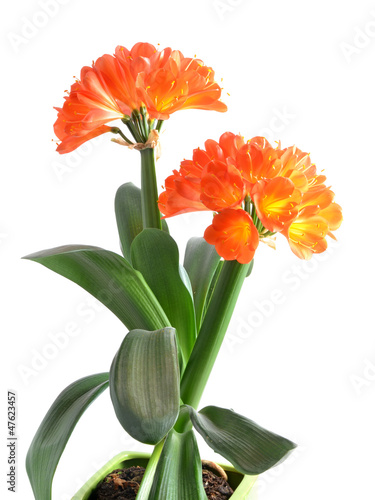Wallpaper Mural Orange Clivia miniata isolated on the white background Torontodigital.ca