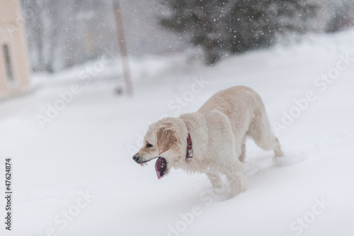Fototapeta Naklejka Na Ścianę i Meble -  dogs on the snow