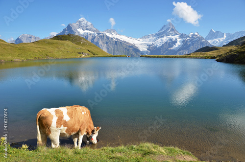 Cows in an Alpine meadow. Jungfrau region, Switzerland © HappyAlex