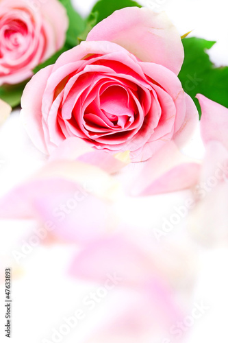 rosefarbene Rose mit Bl  tenbl  ttern