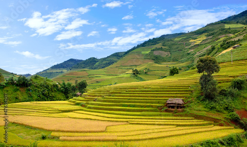 Rice terraces in La Pan Tan commune, Yen Bai province, Vietnam photo