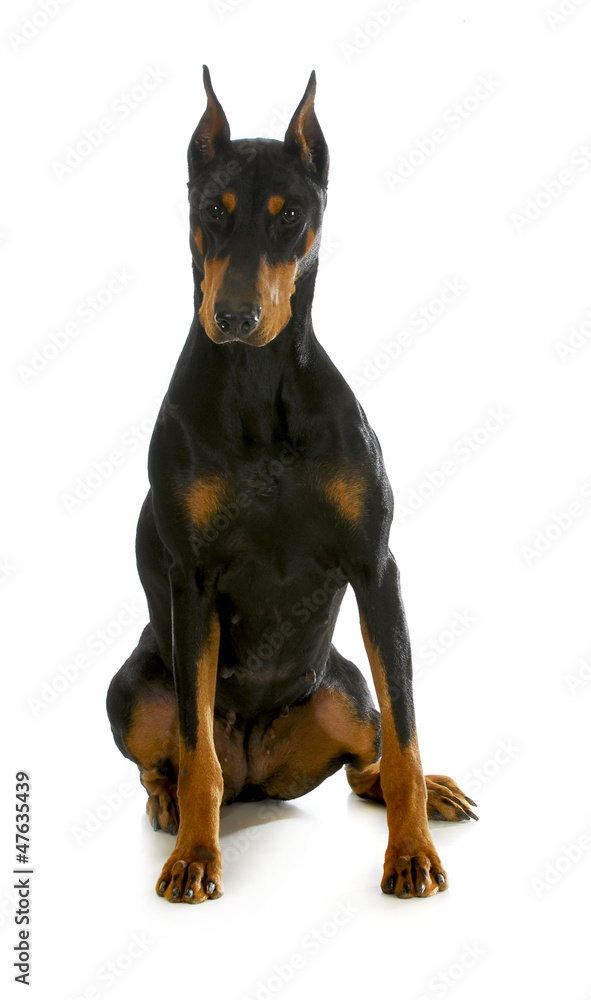 doberman pinscher