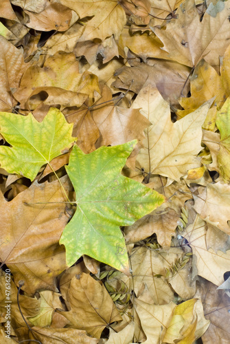 Leaves