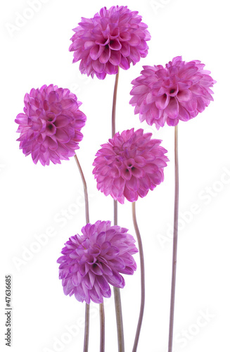 Fototapeta Naklejka Na Ścianę i Meble -  dahlia