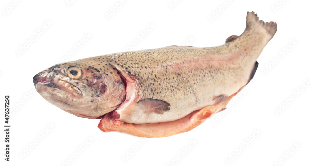 Rainbow trout (Oncorhynchus mykiss) whole eviscerated, isolated Rainbow trout (Oncorhynchus mykiss) whole eviscerated, isolated
