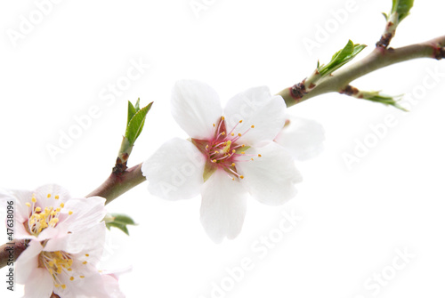 Branch with almond white flowers