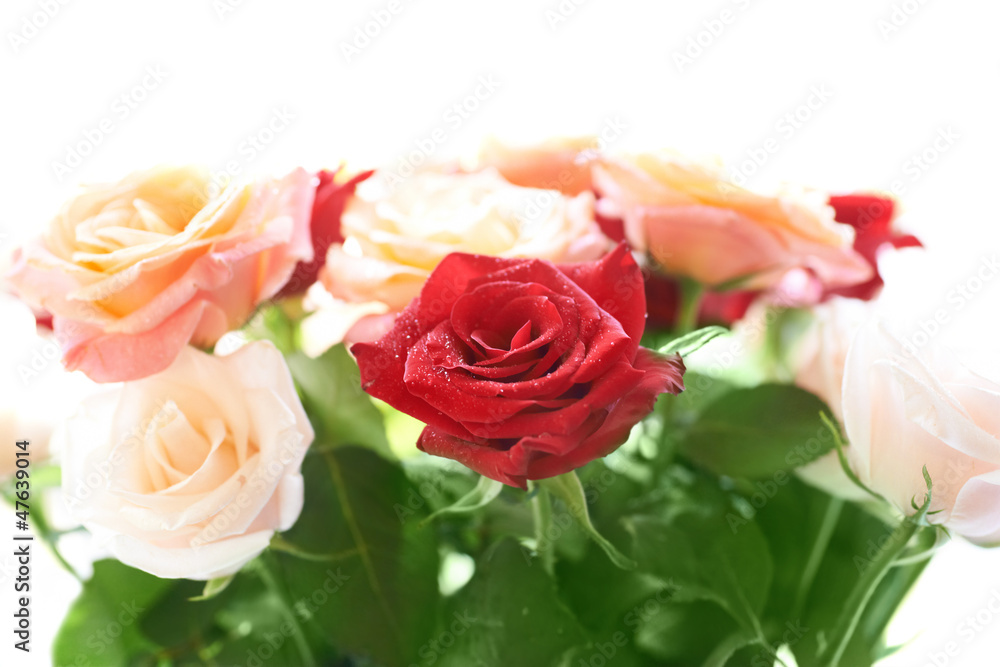 Fototapeta premium Bouquet of red and white beautiful roses