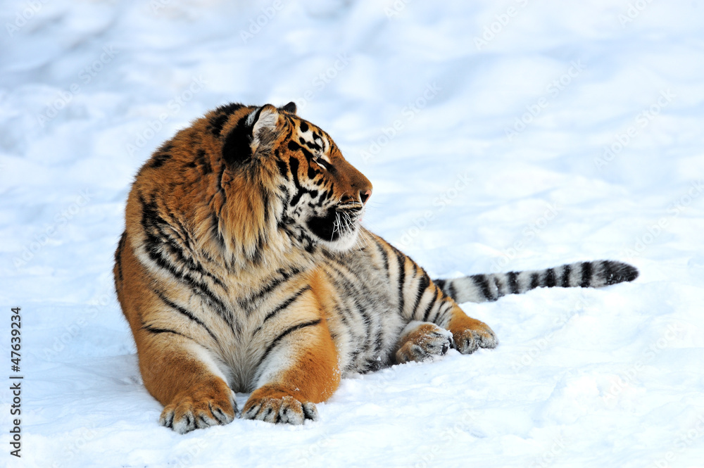 Obraz premium Tiger winter