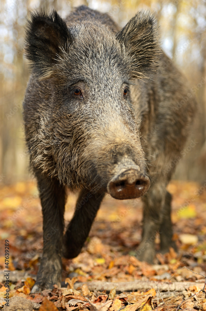 Wild Pig Wild Pig