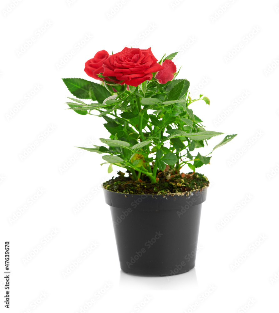 Red Rose in the flower pot isolated on white background Red Rose in the flower pot isolated on white background