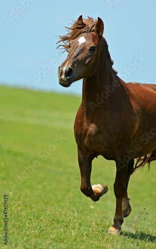 Horse