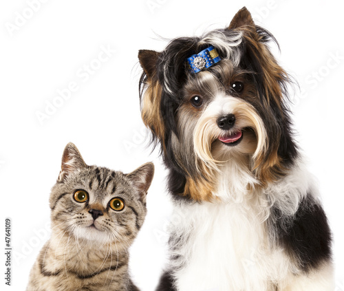 Fototapeta Naklejka Na Ścianę i Meble -  Cat and dog, British kitten and beaver yorkshire terrier