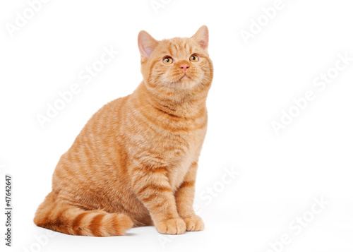 small red british kitten on white background