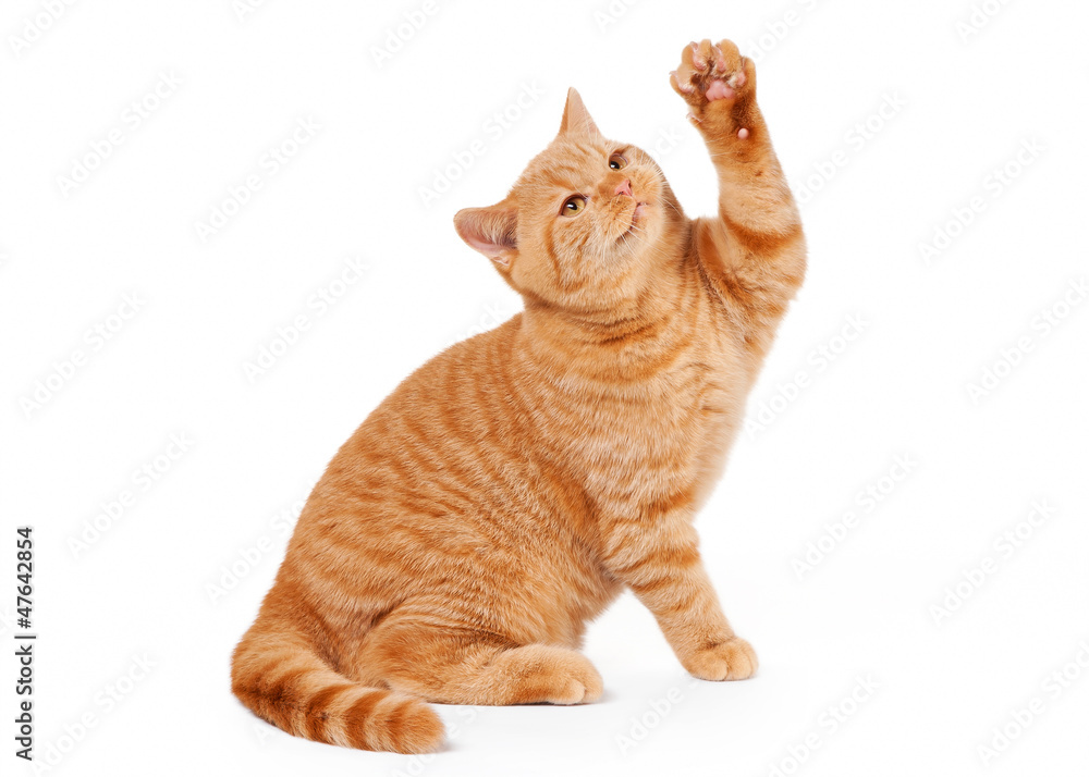 Obraz premium small red british kitten on white background