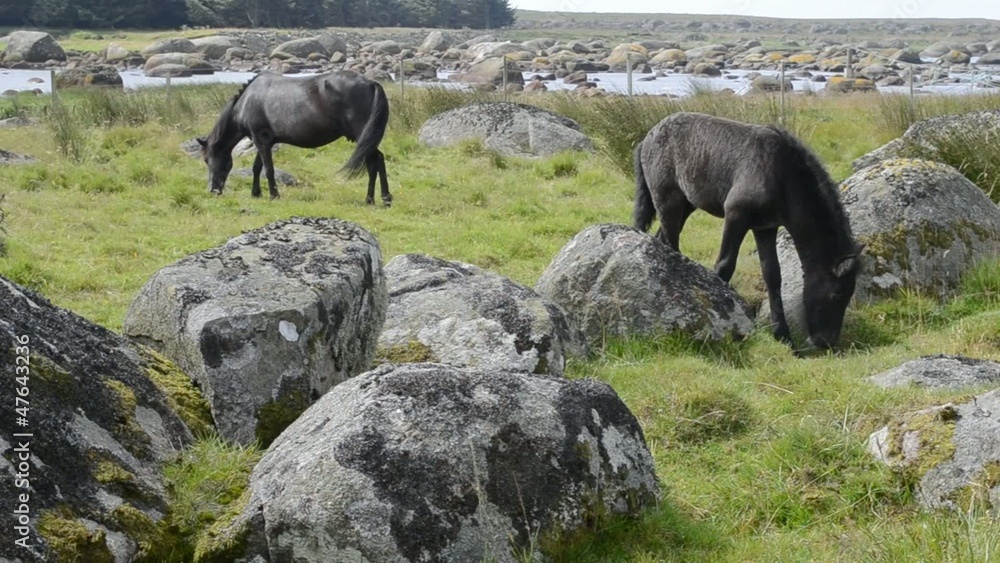 Pferd mit jungen Fohlen Pferd mit jungen Fohlen