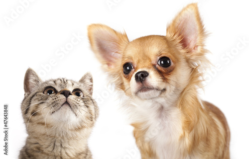 Fototapeta Naklejka Na Ścianę i Meble -  British kitten and dog Chihuahua