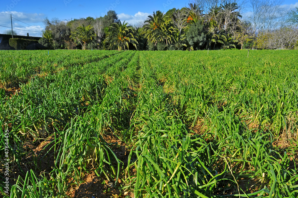 Fototapeta premium plantation of calcots, catalan sweet onions, in Spain