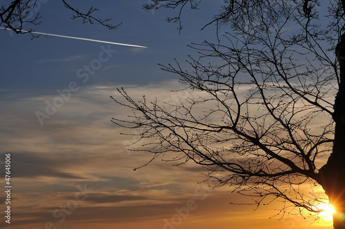  tree branch and sunset