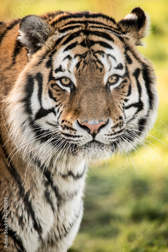 Tiger © davemhuntphoto