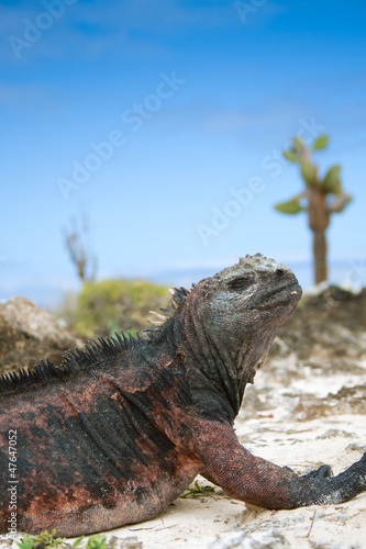 Marine iguana  Galapagos