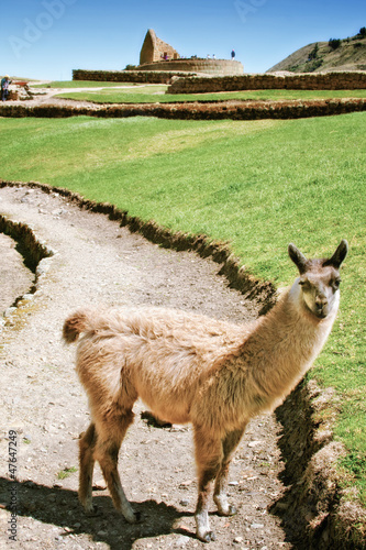 llama in front of Ingapirca ruins photo