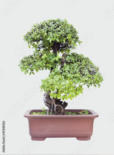 Elm bonsai