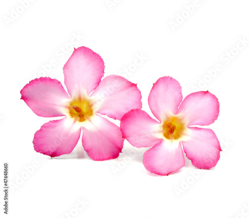 Floral background. Close up of Tropical flower Pink Adenium