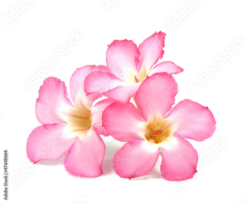 Floral background. Close up of Tropical flower Pink Adenium