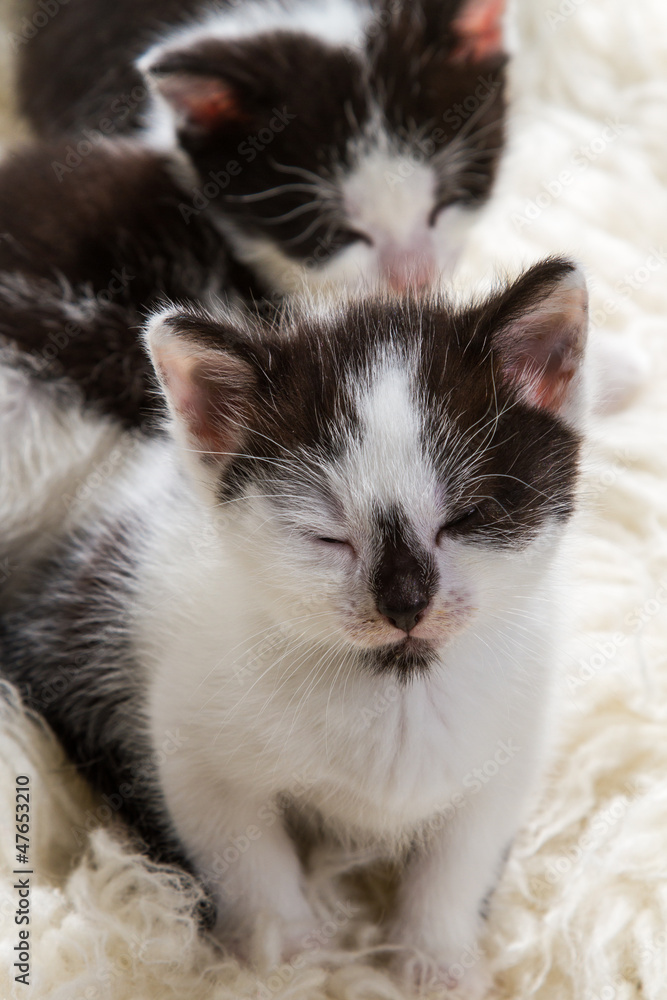 Two small kitten on white carpet