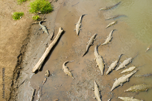 Resting crocodiles photo