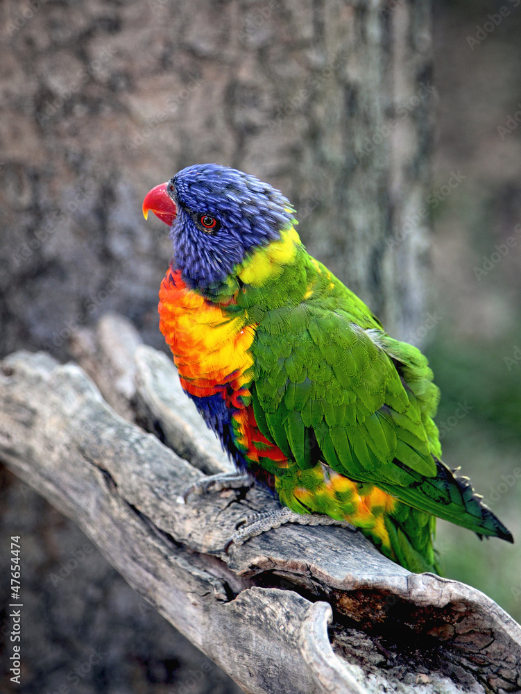 Sunset Lorikeet