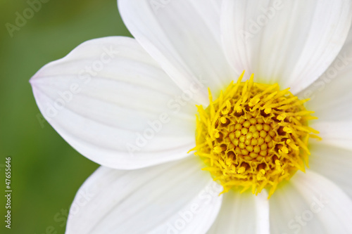 Blüten Nahaufnahme - Gelb Weiß