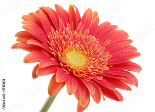 Photographie beautiful gerbera flower isolated on white