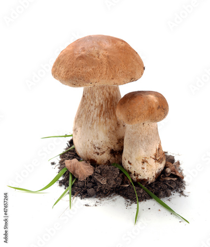 ceps mushrooms in the ground