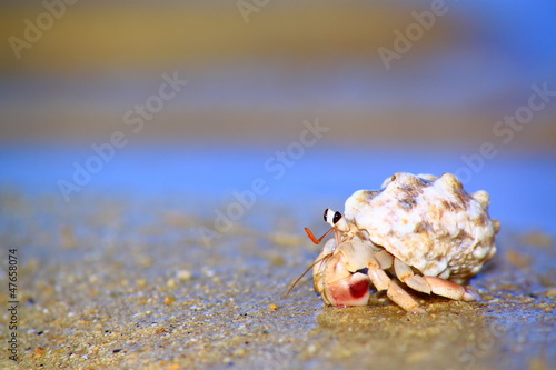 Konstfotografi 浜辺を歩くヤドカリ