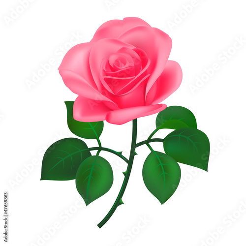Beautiful rose