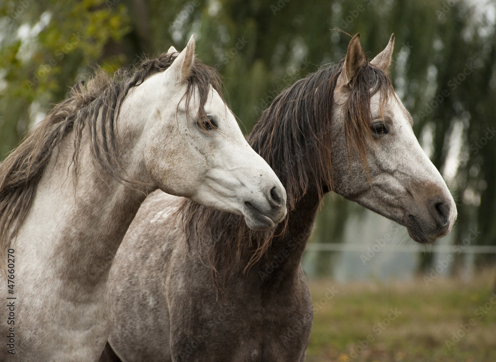 Naklejka premium horses