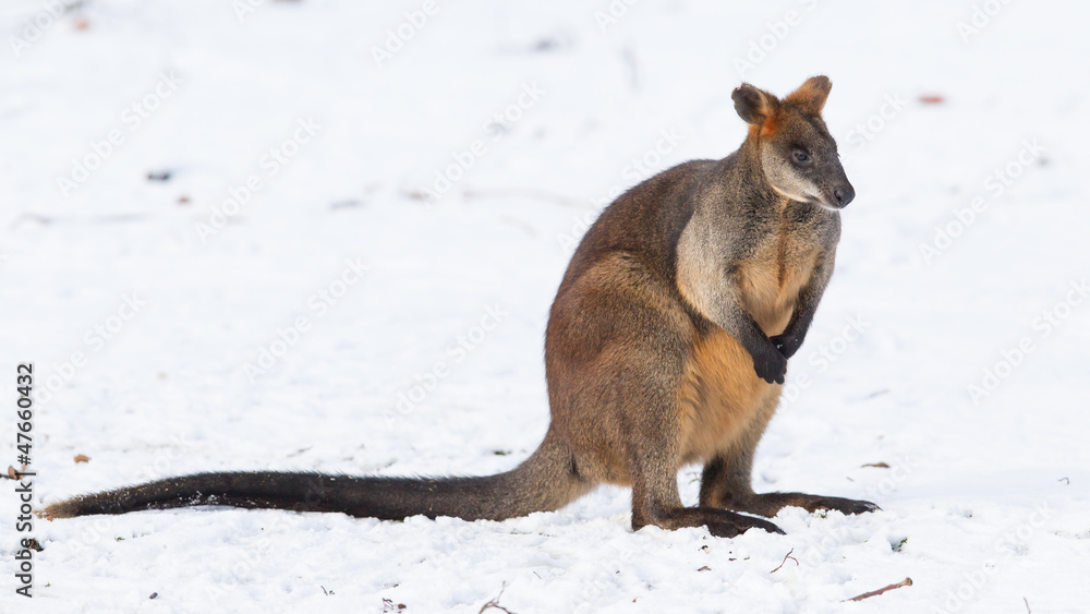 Swamp wallaby in the snow