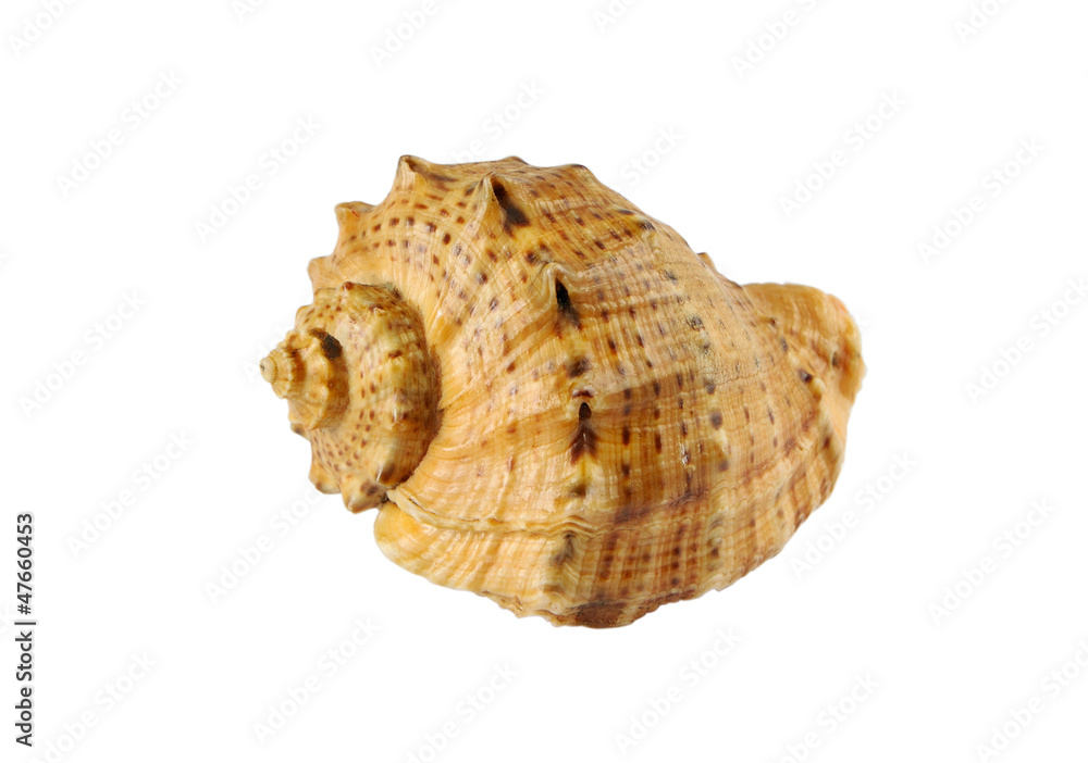 Sea shell