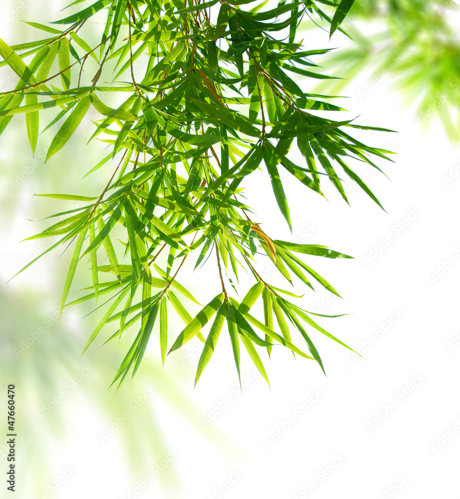 Obraz premium liście bambusa