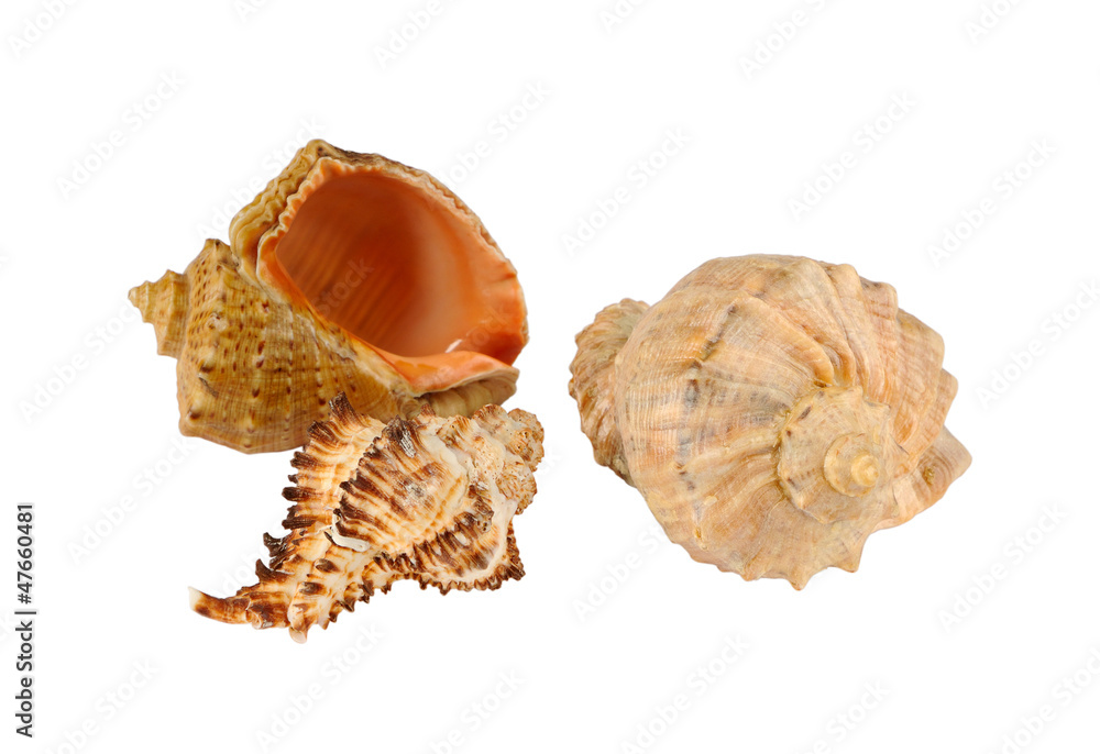 Group of shells Group of shells