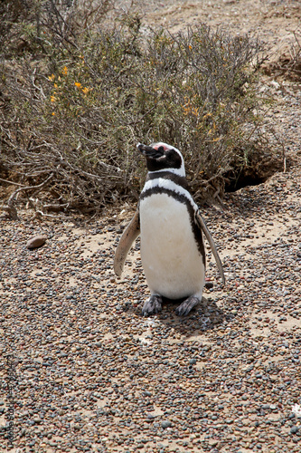 Penguin Magellanic in the steppe of Patagonia