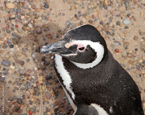 Penguin Magellanic portrait.