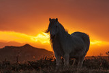 Pony sunset