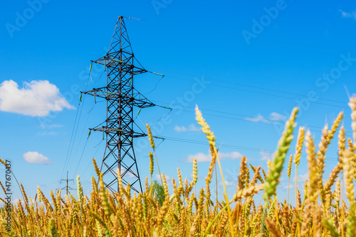 Electrical powerlines and wheat field in summer day