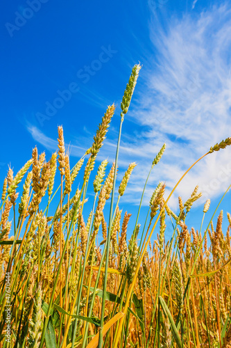 Wheat ears and cloudy sky