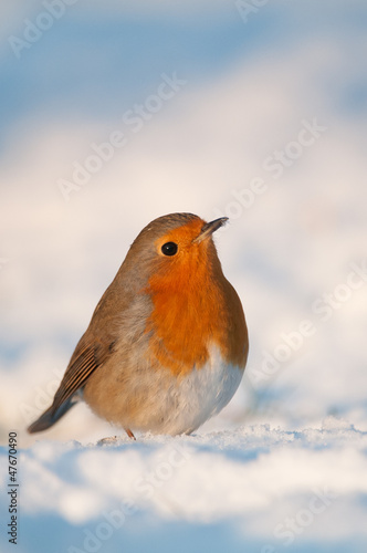 Robin in the snow