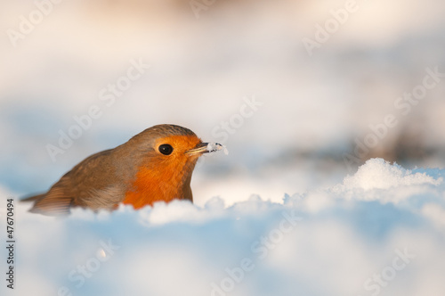 European Robin