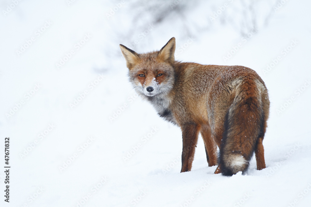 red fox in the snow red fox in the snow