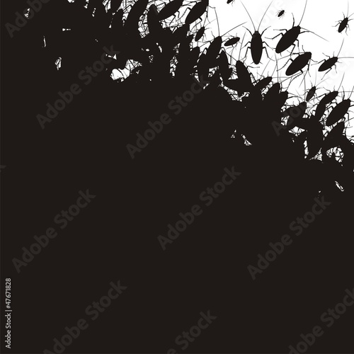 cockroaches